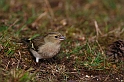 Chaffinch female - A